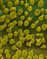 如何正確選擇酵母產品？