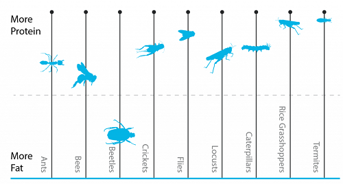 報告：歐盟消費者接納飼喂昆蟲飼料的食品動物