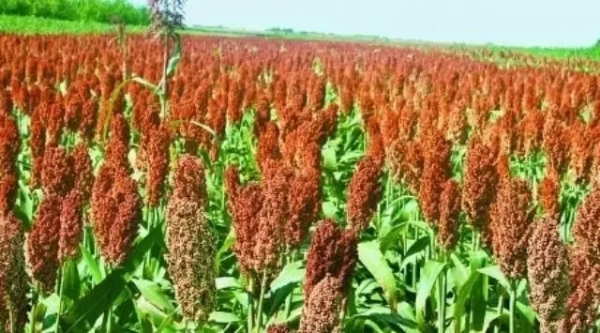 飼料中使用高粱大麥時應注意的加工工藝問題