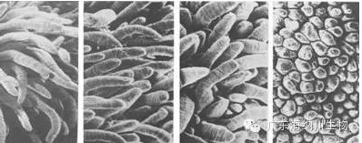【試驗(yàn)】生物飼料，解決斷奶期腹瀉、生長停滯新方法