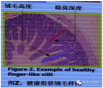 最佳腸道健康是良好生產能的基礎