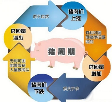 目前生豬補欄過熱 破除豬周期要跳出舊思維