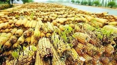 霉菌毒素為什么會降低養(yǎng)殖業(yè)中動物生產(chǎn)率和盈利能力?