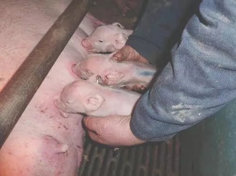 研究：催乳素與黃體酮相對濃度對母豬初乳產(chǎn)量的影響