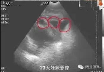 母豬早期妊娠診斷方法！太實用了！