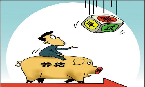 豬價上漲又跌 養豬人養殖風險加大？