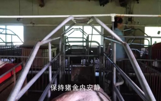 夏季母豬難產增多，怎樣正確助產才不會增加對母豬的傷害呢？