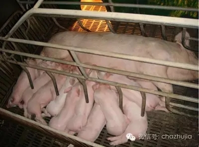 養豬之道，母豬拒絕給仔豬哺乳的原因和對策