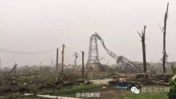 慘！江蘇阜寧一豬場600頭豬被龍卷風吹走