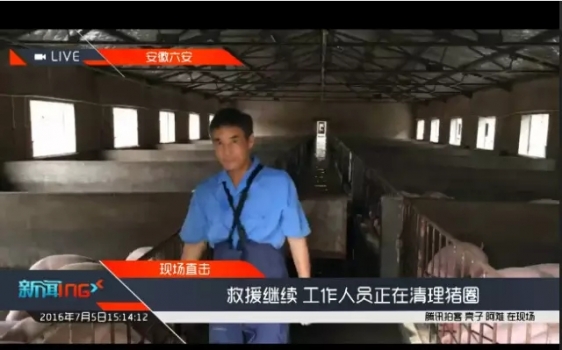 別急，那被洪水淹了的6000頭豬已被安全轉移！