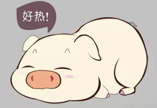 研究：妊娠前期熱應激可改變后代的生長及身體組成