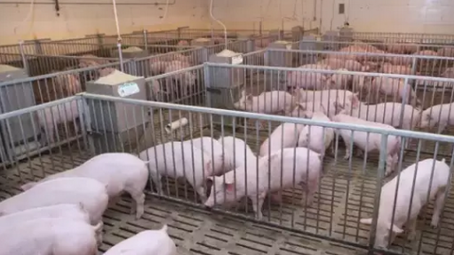 規模養豬場夏季熱應激飼養管理