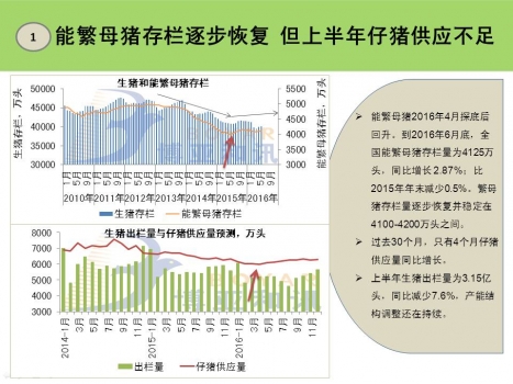 2016上半年生豬市場熱點