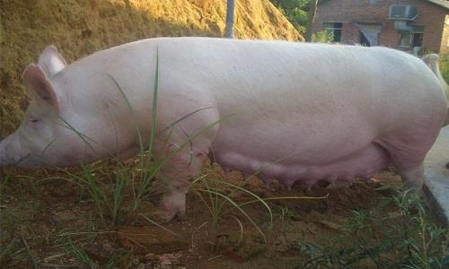 妊娠母豬為什么容易便秘？這里找答案！