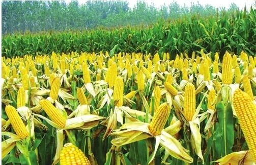 玉米又上“1元”能走多遠(yuǎn)？