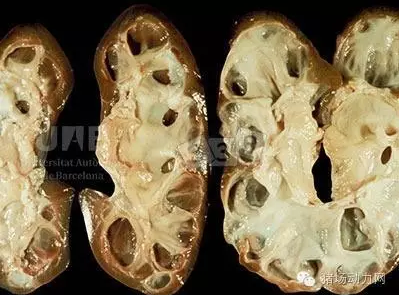 【技術(shù)】最新豬病診斷，配高清圖（一）