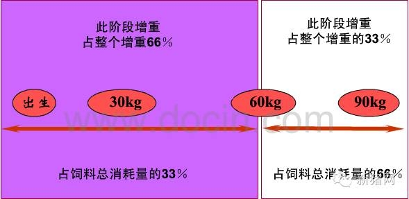 什么樣的飼料才是豬豬的好飼料？且聽南農王恬教授說！