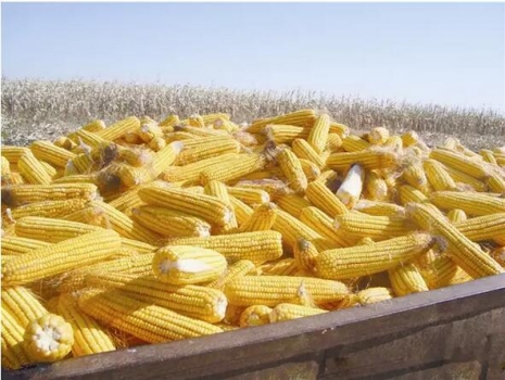 玉米漲價，要過三關！