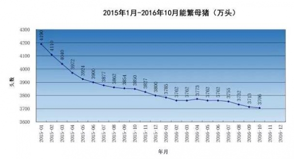 豬1.jpg