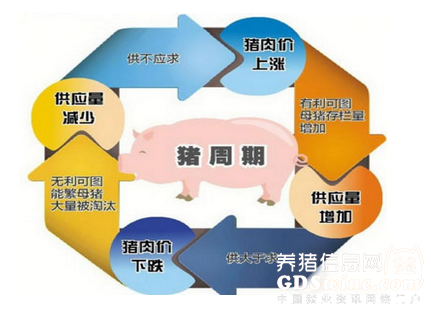 超長豬周期進入后半段 2017年＂金豬＂料變＂銀豬＂