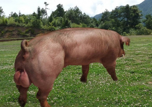 飼養(yǎng)方案對170-250公斤杜洛克公豬的增重、精液性能、性欲和跛腳的影響
