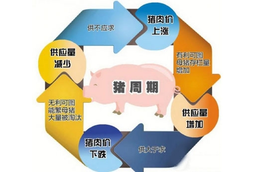 2017年豬周期將持續 生豬養殖戶補欄還需謹慎