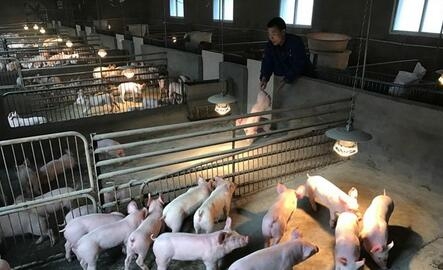 湖北"豬老板"春節喜添"新丁" 一天接生30多頭小豬