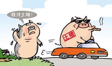 農村散養戶還沒意識到的危險：養豬人還不進來看看？