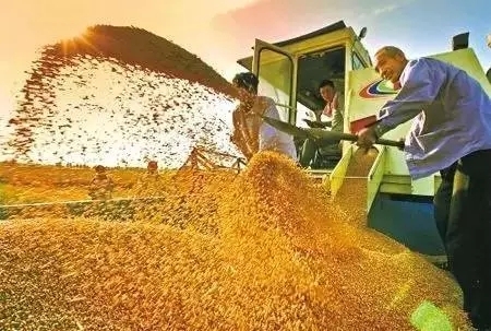 國家發補貼！飼料企業短期內將瘋狂收購東北玉米
