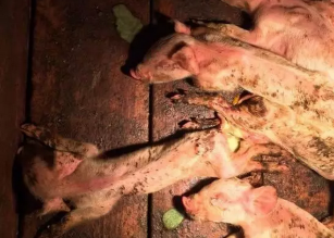 獸醫經驗：豬流行性腹瀉應這樣防控