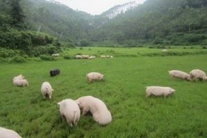 “南豬北上”趨勢(shì)已定 內(nèi)蒙古發(fā)聲“因地制宜”