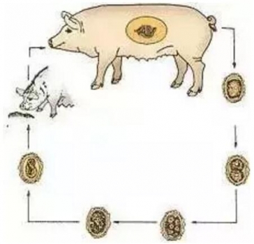 豬身上長圓形的扁平疙瘩是怎么回事？