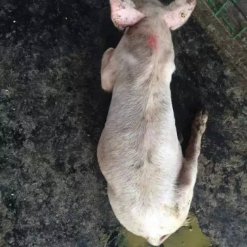 豬場發生流行性腹瀉，怎樣使10日齡以內的仔豬免受滅頂之災！