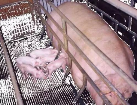 影響哺乳仔豬腹瀉的因素及防治措施！
