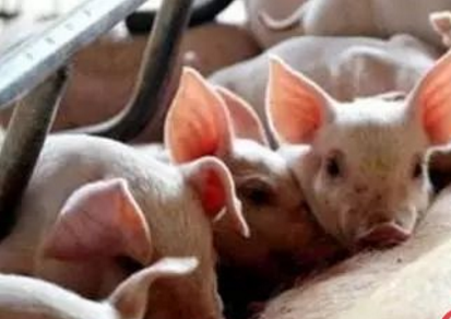 仔豬拉稀就一定是黃白痢、流行性腹瀉？大錯特錯