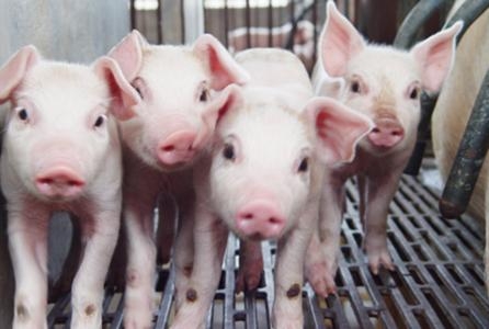 自由采食情況下怎樣進行限制飼喂？