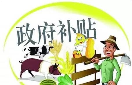申報(bào)養(yǎng)豬補(bǔ)貼不成功？這些“潛規(guī)則”一般人都不懂