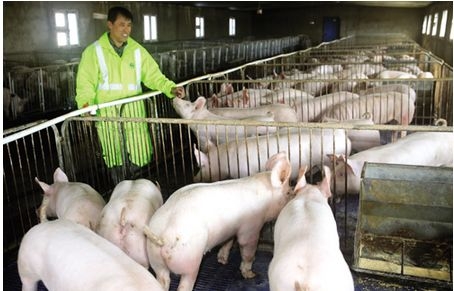 注意了！豬場飼料的隱性浪費