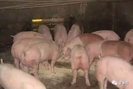 飽受爭議的自由采食和定時定量，你怎么看？