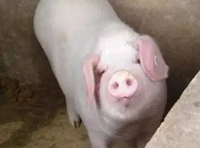 豬場什么樣的母豬該淘汰，看完不吃虧！