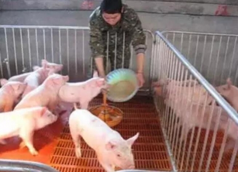 規模豬場乳豬教槽要點