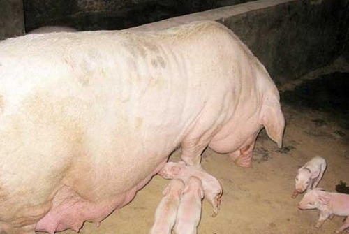 影響母豬乳腺發育泌乳減少的5個因素