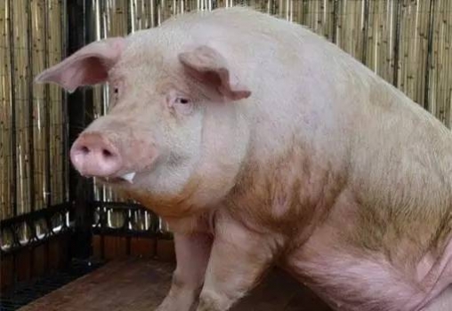 豬咳嗽、關(guān)節(jié)炎等14種豬病治療中藥方！