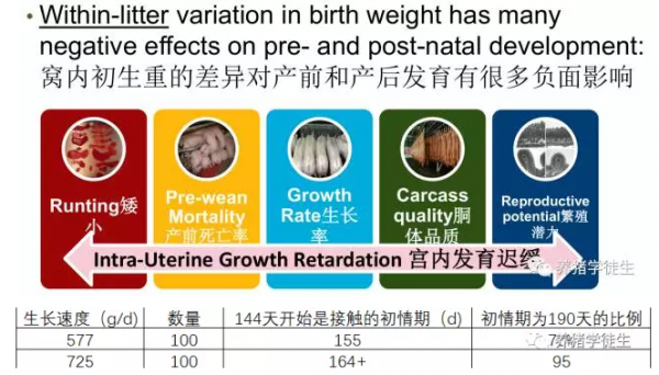 后備豬現狀及選育