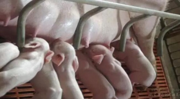 哺乳母豬乳汁不足?這樣就可以解決？