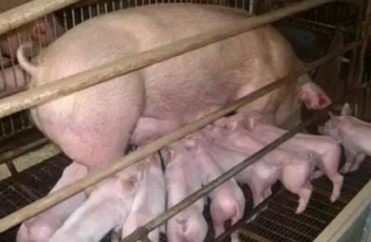 母豬催奶十招新方法？