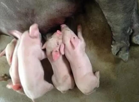 乳仔豬飼養(yǎng)應(yīng)注意的要點