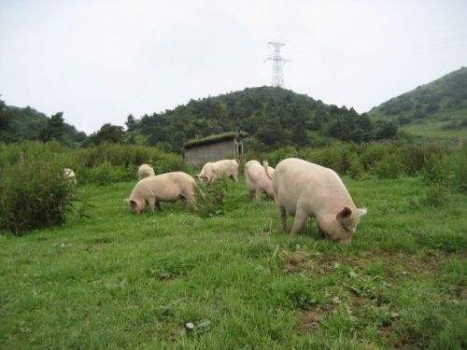 農業部：保供給 保安全 保生態 發展現代畜牧業