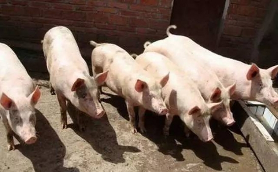 控制豬場(chǎng)飼料成本的訣竅，你知道多少？