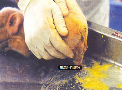 規(guī)模豬場產(chǎn)房腹瀉的防控要點！！！